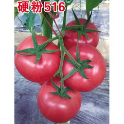 抗病毒粉果西紅柿種子 西紅柿種子廠家 400 077 7891