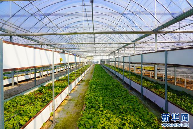 深圳市農(nóng)檢中心舉辦專題宣講 筑牢安全屏障，護(hù)航種業(yè)安全